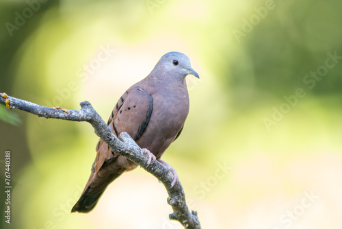 A ruddy ground-dove perched on a branch under rain. It is a small tropical dove from Brazil and South American as know as Rolinha. Species Columbina talpacoti. Animal world. Birdwatching. Birding.