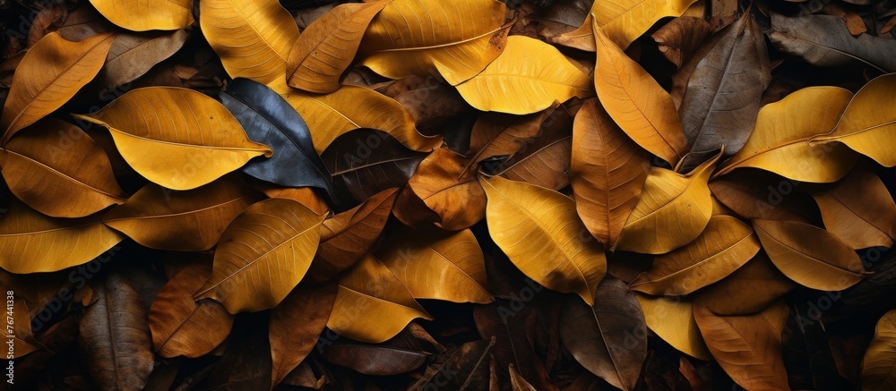 A mixture of brown and yellow leaves covers the ground, serving as natural food for the soil. These leaves can also be used as ingredients in compost recipes for plant growth A mixture of brown and yellow leaves covers the ground, serving as natural food for the soil. These leaves can also be used as ingredients in compost recipes for plant growth