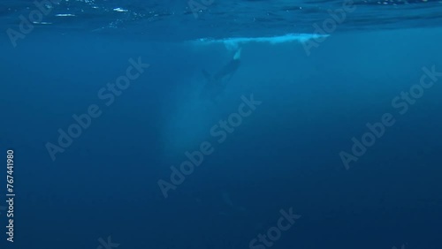 Wallpaper Mural An orca strikes herring with its tail to stun and eat them Check my gallery to see other clips from this series. Torontodigital.ca