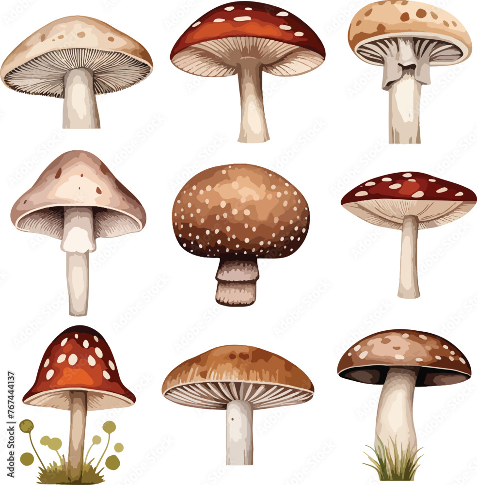 Set of watercolor cute wild mushrooms such as fly agaric, porcini and chanterelle isolated on white background. Perfect for cards, invitations and posters Set of watercolor cute wild mushrooms such as fly agaric, porcini and chanterelle isolated on white background. Perfect for cards, invitations and posters