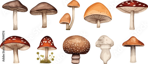 Set of watercolor cute wild mushrooms such as fly agaric, porcini and chanterelle isolated on white background. Perfect for cards, invitations and posters