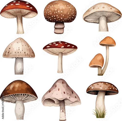 Set of watercolor cute wild mushrooms such as fly agaric, porcini and chanterelle isolated on white background. Perfect for cards, invitations and posters