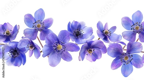 First spring flowers, Anemone hepatica isolated on white background. Border of blue violet wild forest flowers liverwort ,Generative ai,
