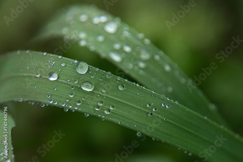 Green grass after the rain with water drops in springtime.