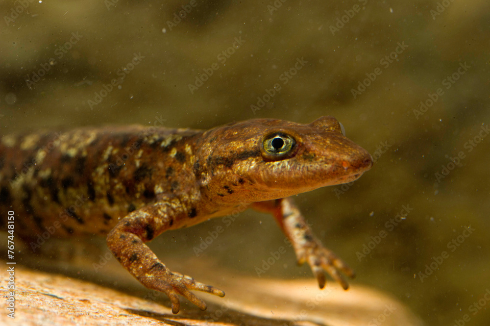 Fototapeta premium underwater photo oSardinian brook salamander (Euproctus platycephalus), Pike-headed Newt, Sardinian Mountain Newt, Pike-headed Newt, Amphibians Mount Limbara, Gallura, Tampio Pausania, Sardinia, Italy