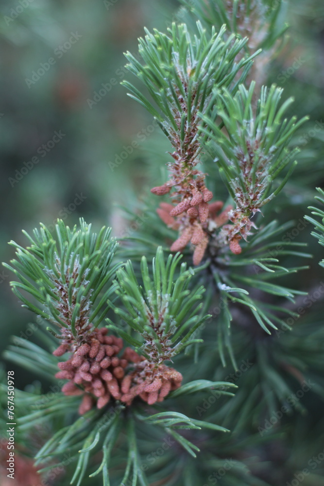 Spruce branch. Buds on a spruce branch. Spruce branch. Buds on a spruce branch.