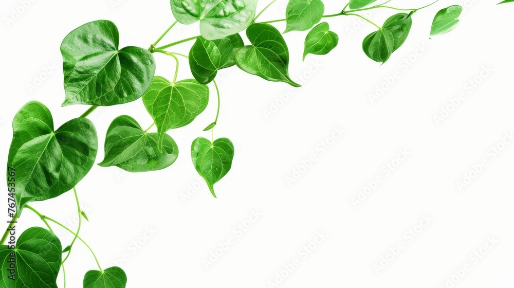 Obraz premium a close up of a leafy plant on a white background with a place for the text on the left side of the image.