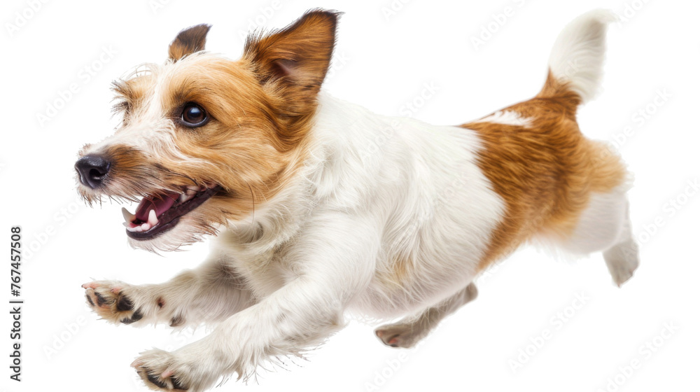 Dog running