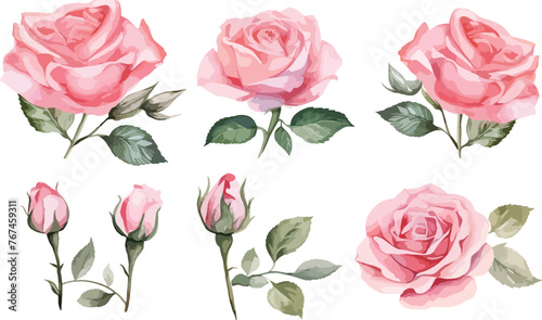 Pink Rose flower set of blooming plant hand drawn watercolor illustration on white background. Elements for romantic floral decoration  wedding bouquet or valentine greeting card