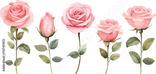 Pink Rose flower set of blooming plant hand drawn watercolor illustration on white background. Elements for romantic floral decoration, wedding bouquet or valentine greeting card