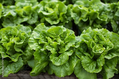 Fresh lettuce in a greenhouse, green lettuce leaves fresh from the home garden to cook. Fresh vegetables - Top view. Generative AI