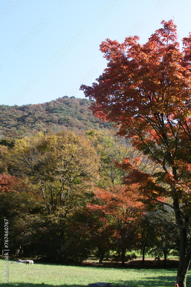 Naklejka premium 단풍