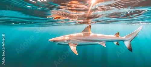 Majestic underwater wildlife  blue shark in vast ocean, natural habitat background