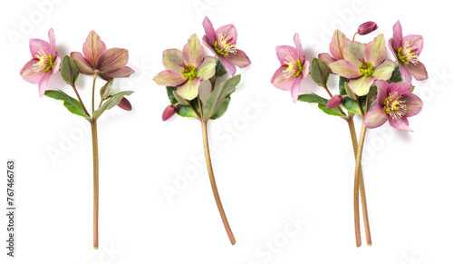 fresh natural purple and green hellebores with long stems isolated over a transparent background, single flowers and small bunch, floral seasonal spring or Christmas design elements, top view, PNG