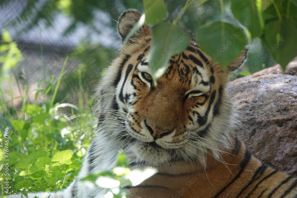 Fototapeta premium Great Plains Zoo Amur Tiger 