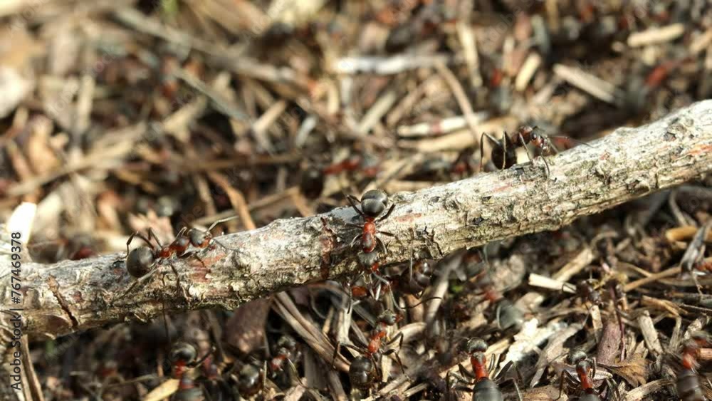 Work and life of forest ants in an anthill. The anthill is teeming with ants Work and life of forest ants in an anthill. The anthill is teeming with ants
