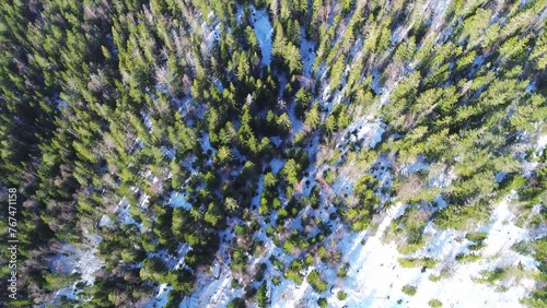 4K. Green trees in a winter woods landscape. Aerial footage.
 photo
