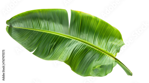 Leaf of a tropical plant