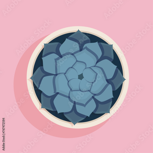 blue succulent top view over pink background flat style