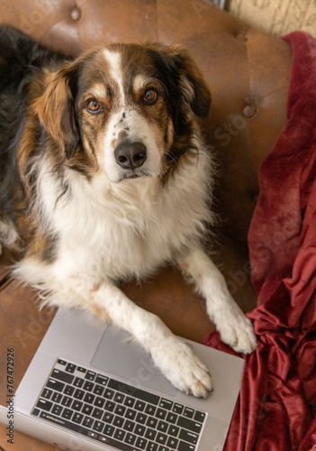 Dog on couch with paw on laptop © Jennifer