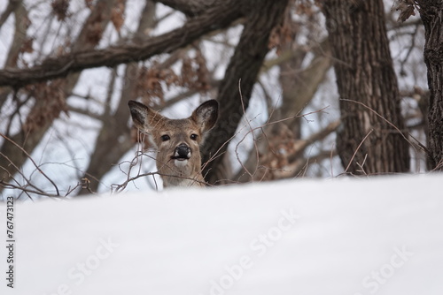 White Tailed Deer at Tuthill Park  photo