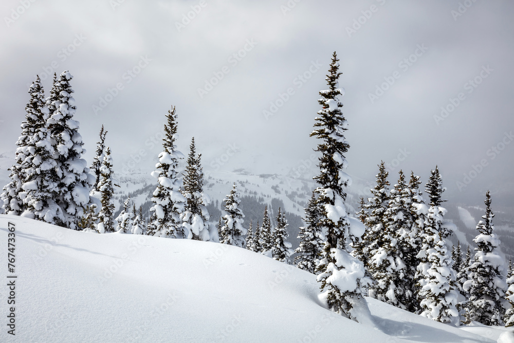 Obraz premium snow in the trees on Blackcomb Mountain in Whistler, Canada