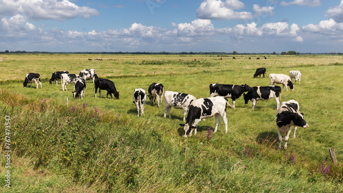 Eine Herde mit schwarzbunten Holstein-Rindern auf einer Weide bei Meggerdorf in der Eider-Treene-Sorge Niederung in Schleswig-Holstein. © Thorsten Schier