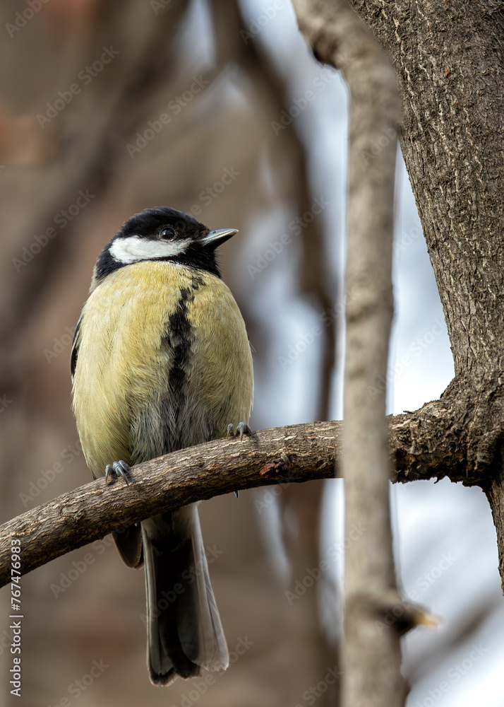 Obraz premium Great Tit (Parus major) - Widespread across Europe & Asia