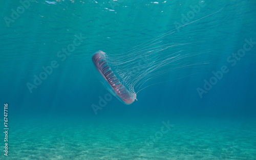 Jellyfish underwater in the sea (Aequorea forskalea), natural scene, Mediterranean sea, Spain