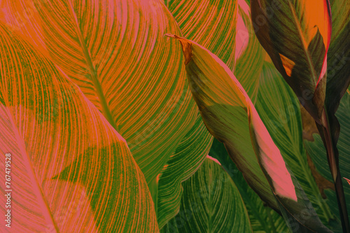 Vivid green and orange red tropical plant leaves  emphasizing detailed vein textures.