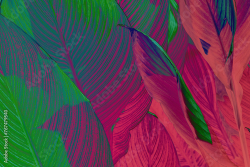 Close-up of tropical leaves with vibrant green purple and pink hues, highlighting natural patterns.