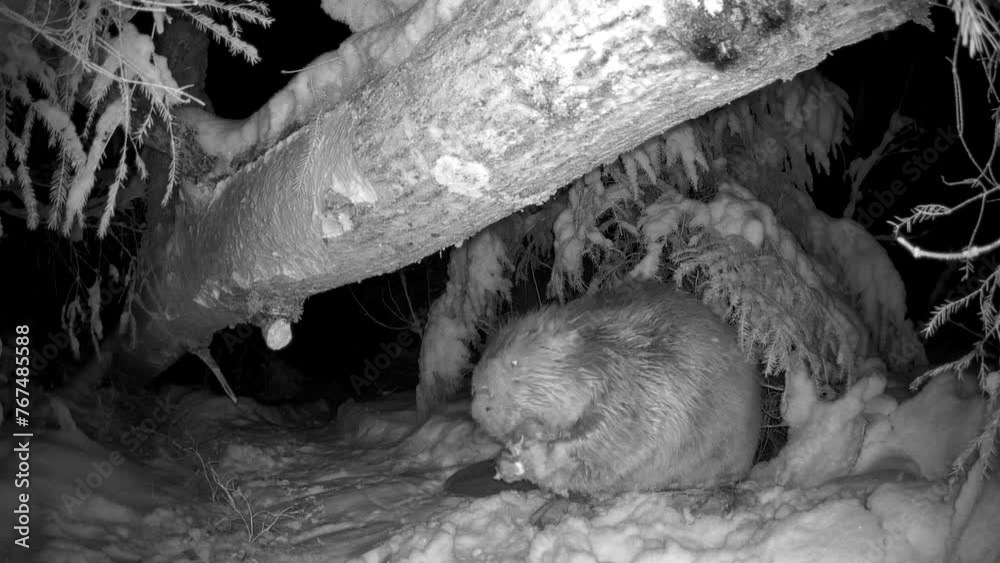 Infrared image of a beaver at night under snowy trees Infrared image of a beaver at night under snowy trees