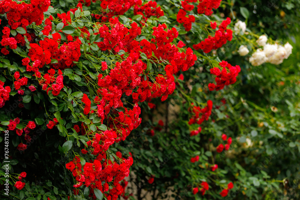 Red bush with white flowers is in full bloom
