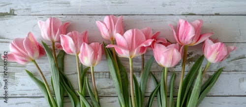 Tulip flowers in pink color arranged on a worn white wooden table. #767487542