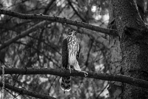 Black and white image a bird of prey standing on a tree