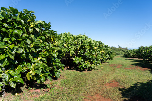 Noni trees in an Organic Noni farm in Kauai, Hawaii, USA. Noni, or Morinda citrifolia, is a tree in the family Rubiaceae, or its fruit.