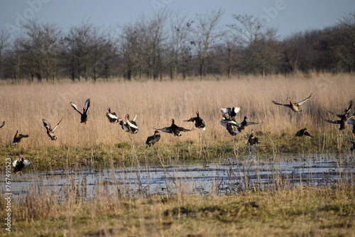 patos alzando vuelo