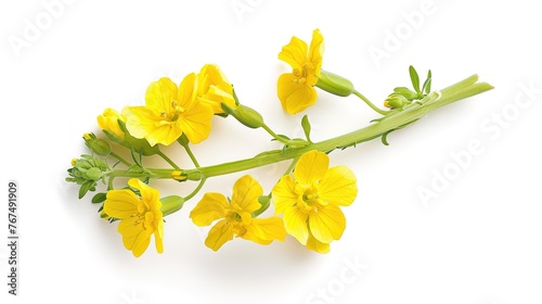 Mustard Flower blossom, Canola or Oilseed Rapeseed, close up , isolated on white background.  ,Generative ai,