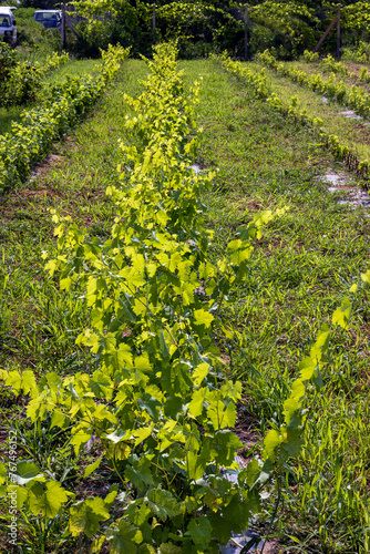 Grapes rootstocks. Young sprouts of grapes. Grapes vineyard site selection. Topic - viticulture  growing grapes  spring.