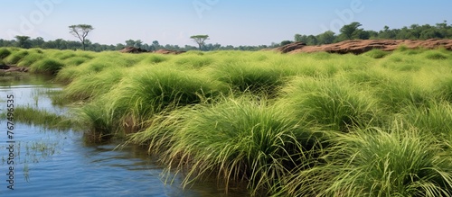 A freshwater marsh with tall grass and flowing water under a sunny sky, creating a beautiful natural landscape of fluvial landforms and terrestrial plants