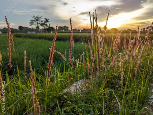 The Alang Alang plant or scientific name Imperata cylindrica is flowering on the edge of a rice field against the morning sky. photo