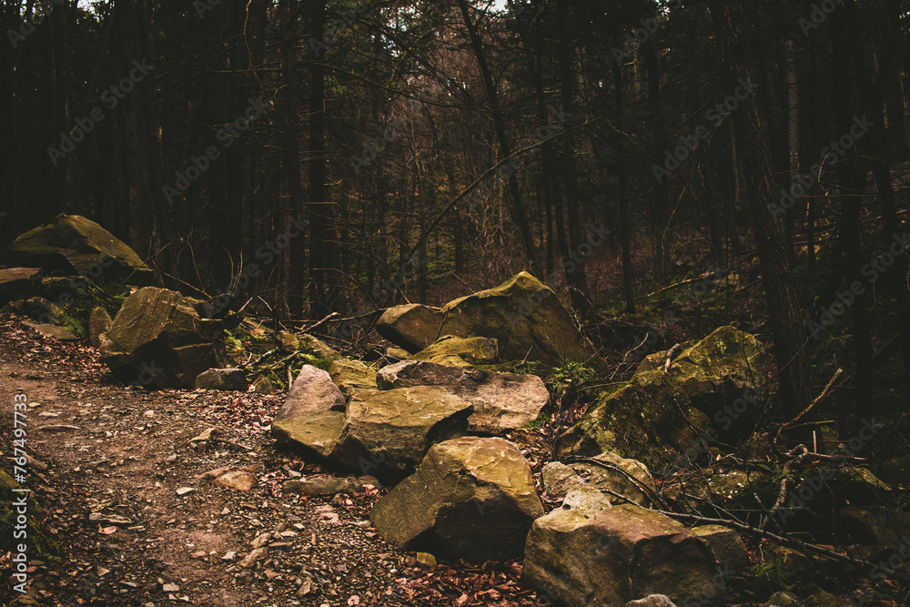 Rocky hill overlooking a mysterious pine forest in soft background