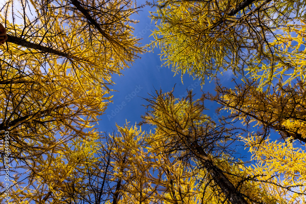 Larch view, surrounded by golden trees
Larch view, surrounded by golden trees