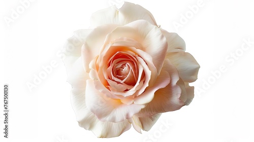 rose isolated on white background  ,Generative ai, 