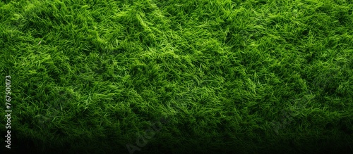 A close up shot of lush green grass field contrasts beautifully against a dark black background, showcasing the beauty of terrestrial plant life