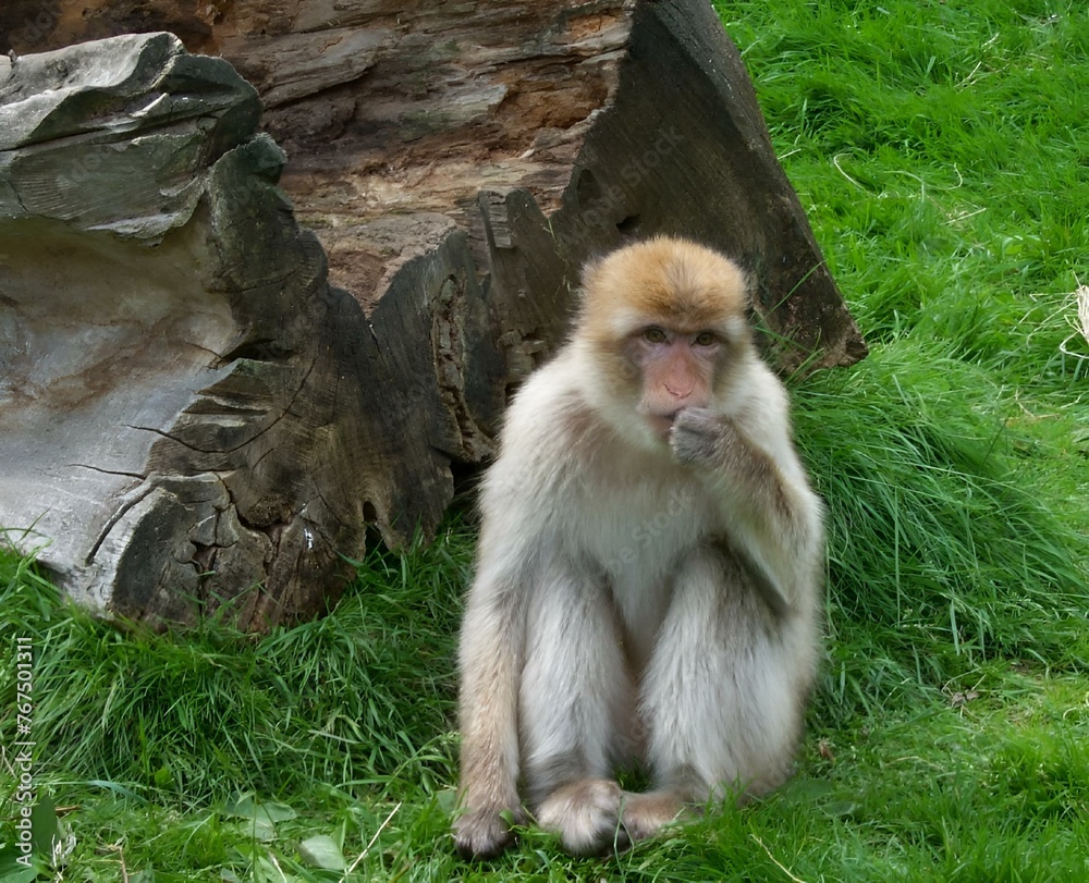 Monkey sitting in grass near a wooden tree
