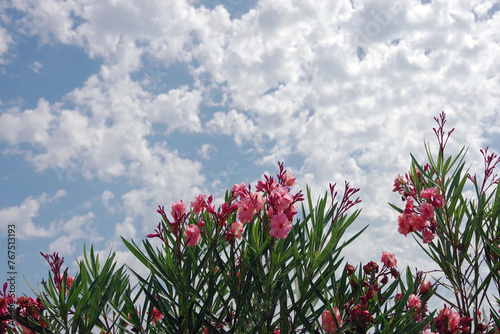 Pink Oleander and Blue Sky with White Clouds