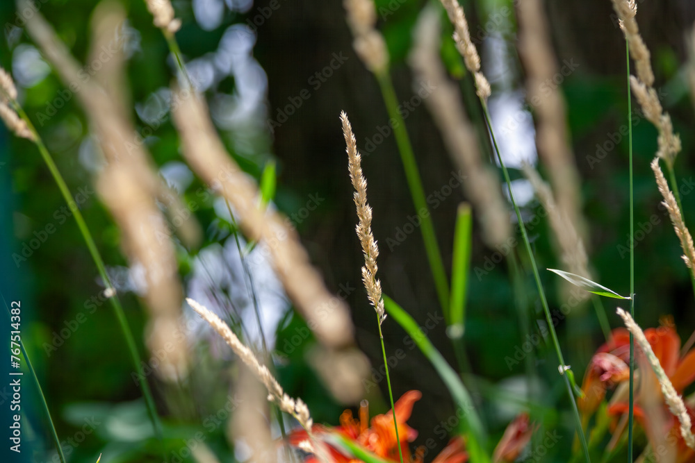 Slim-stem small reed grass (calamagrostis stricta) growing along a river in Ontario, Canada. Slim-stem small reed grass (calamagrostis stricta) growing along a river in Ontario, Canada.