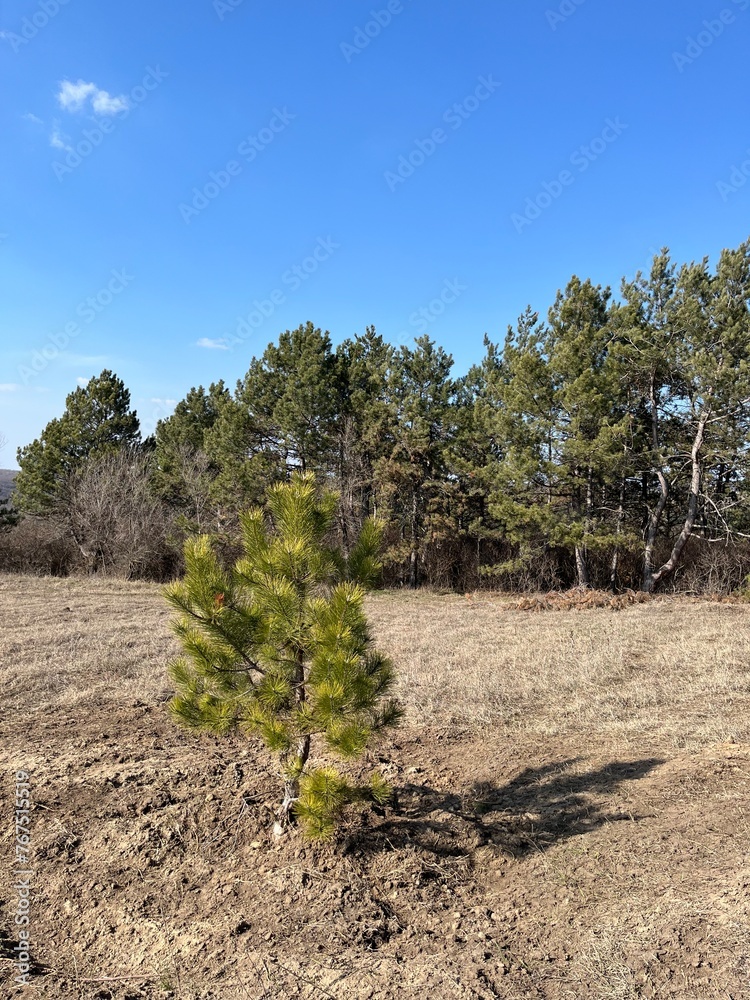 A small pine tree is planted on the edge of an open field, surrounded by other trees and grasses under a blue sky. The nearby ground has just been ploughed with earth. 