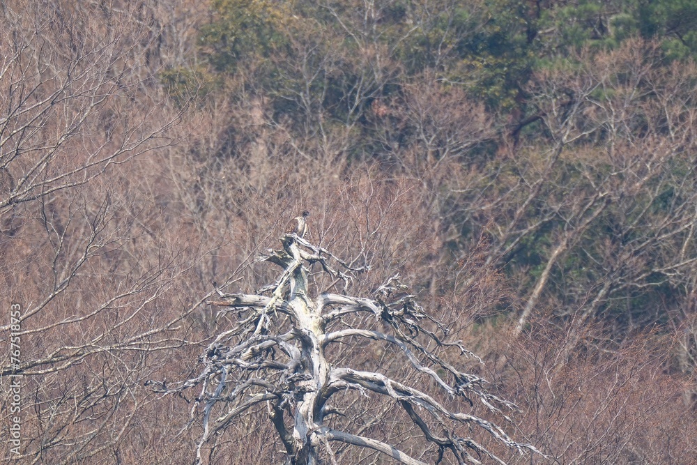 Fototapeta premium 特徴的な形の枯れ木にとまってのんびりくつろぐクマタカ成鳥